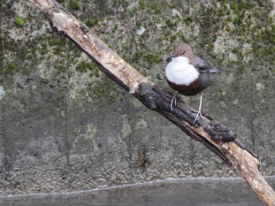 IMG 1887Crop