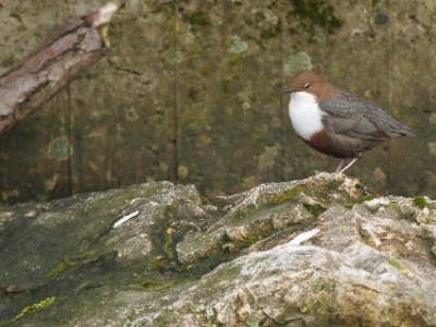 IMG 1915Crop