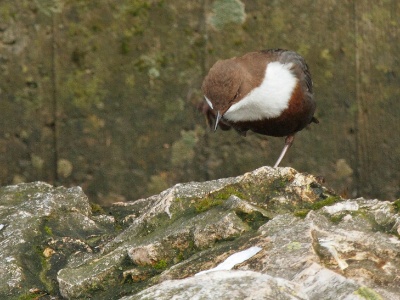 IMG 1916Crop
