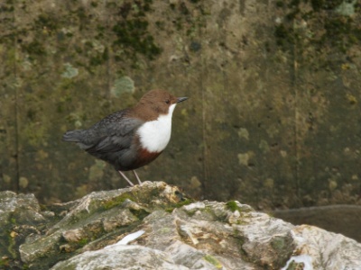 IMG 1917Crop