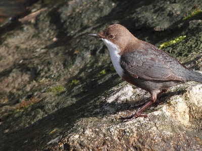 IMG 1952Crop