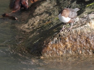 IMG 1953Crop