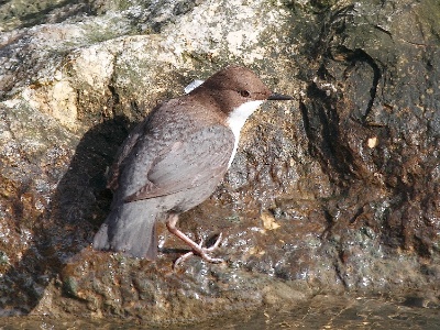 IMG 1956Crop