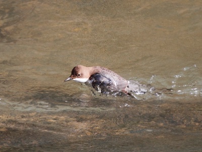 IMG 1968Crop