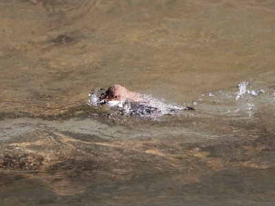 IMG 1969Crop