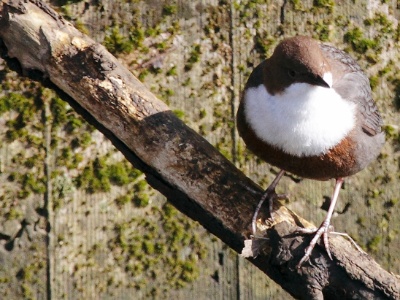 IMG 1981Crop