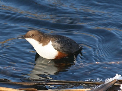 IMG 7564Crop