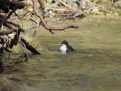 JA8A0666 copy  FRA: Cincle plongeur (Cinclus cinclus) GRB:  White-throated Dipper DEU: Wasseramsel ESP: mirlo acuático europeo ITA: merlo acquaiolo RUS: Оляпка CHN: 白喉河乌