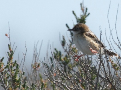 IMG 4120Crop