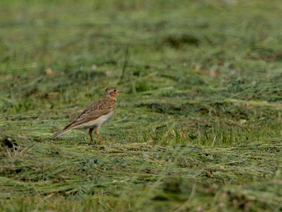 CochevisHuppe