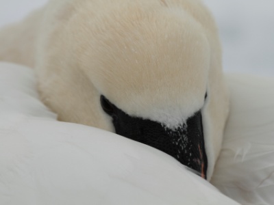 Cygne