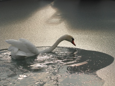 IMG 1097Crop