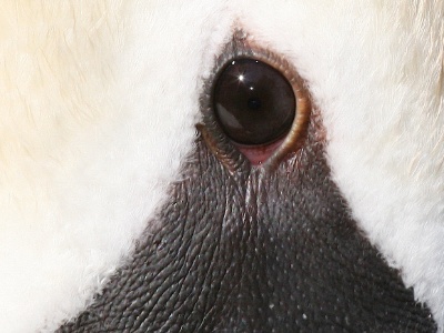 IMG 5166Crop