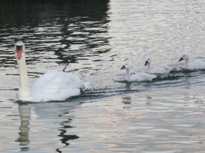 IMG 5193Crop