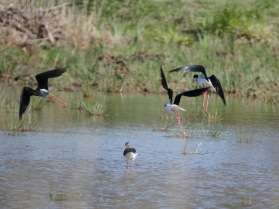 IMG 4054Crop