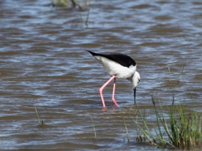 IMG 4062Crop