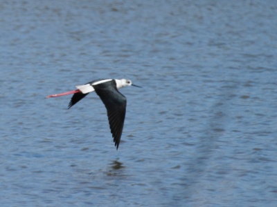 IMG 4230Crop