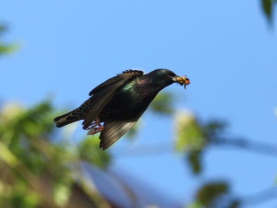 JA8A7097 copy