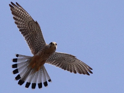 IMG 4865Crop