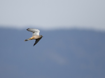 JA8A6174 copy