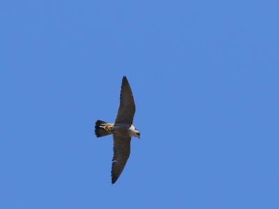 JA8A8294 copy