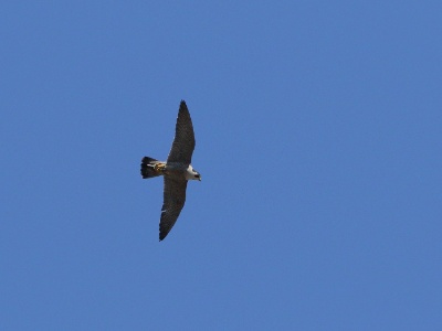 JA8A8295 copy
