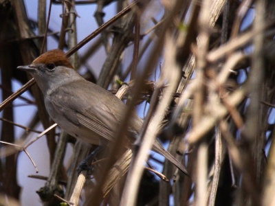 IMG 1681Crop