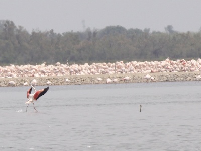 IMG 5444Crop