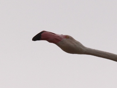 IMG 5698Crop