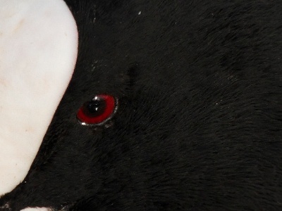 IMG 3675Crop