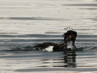 IMG 3598Crop