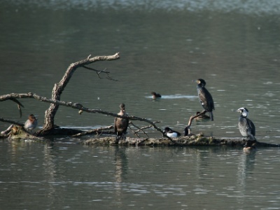 GrandCormoran