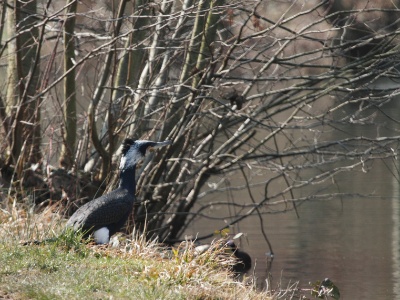 IMG 2915Crop