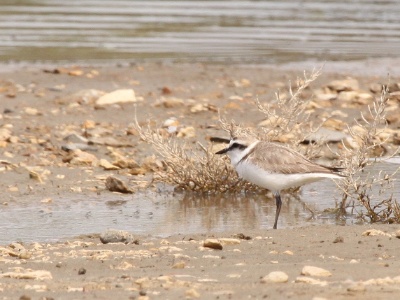 IMG 5414Crop