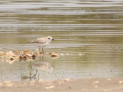 IMG 5415Crop