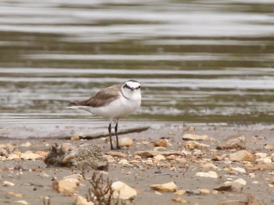 IMG 5417Crop