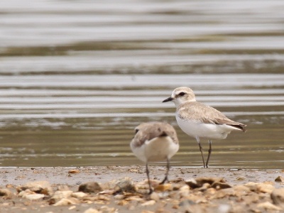 IMG 5422Crop