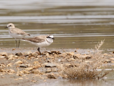 IMG 5423Crop