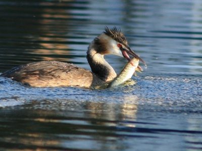 IMG 0375Crop