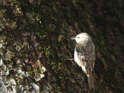 IMG 8894Crop
