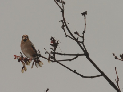 IMG 5042Crop