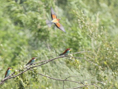 IMG 4797Crop
