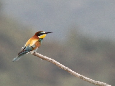 IMG 5865Crop