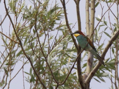 IMG 5891Crop