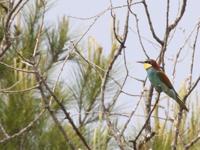 IMG 5934Crop
