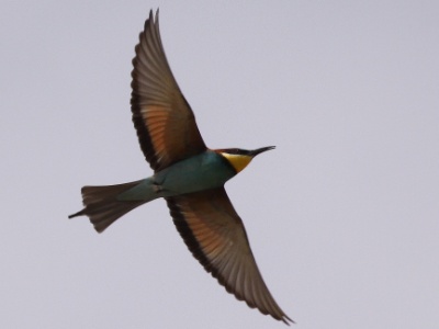 IMG 5959Crop