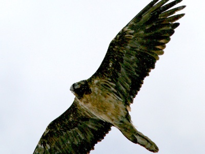 IMG 3286Crop