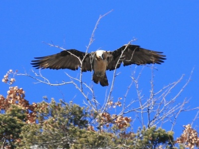 IMG 8115Crop
