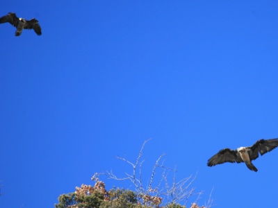IMG 8121Crop
