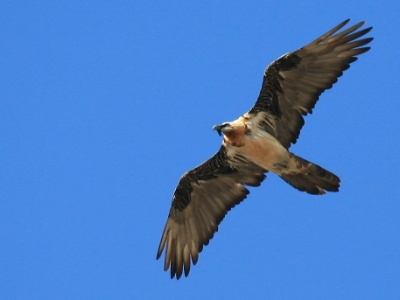 IMG 8128Crop